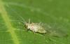 309535 – Photo : Denis Poirier – France (74)